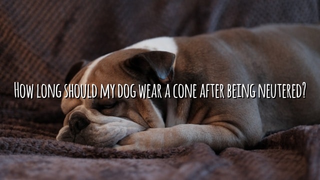 How long should my dog wear a cone after being neutered?