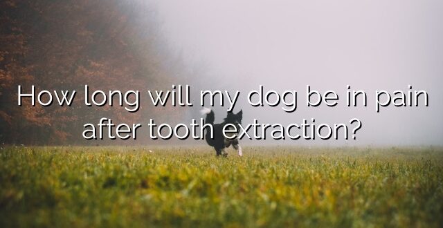 How long will my dog be in pain after tooth extraction?