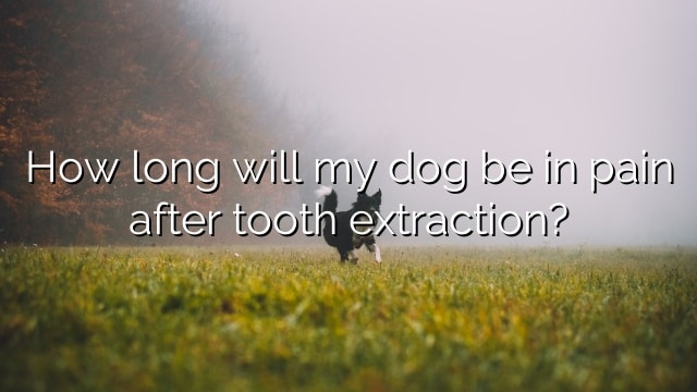 How long will my dog be in pain after tooth extraction?