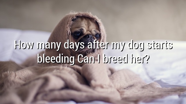 How many days after my dog starts bleeding Can I breed her?