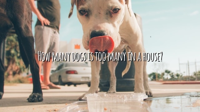 How many dogs is too many in a house?
