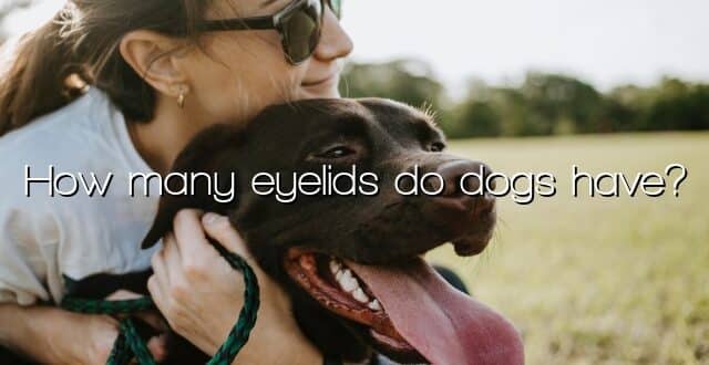 How many eyelids do dogs have?