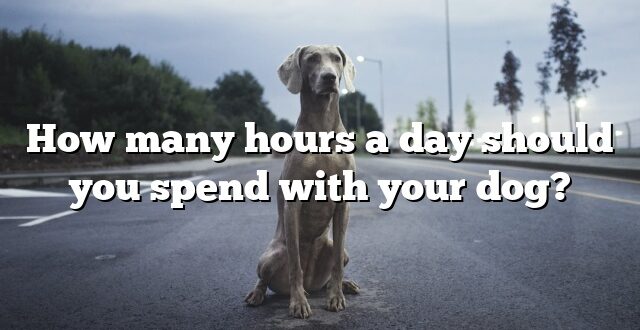 How many hours a day should you spend with your dog?