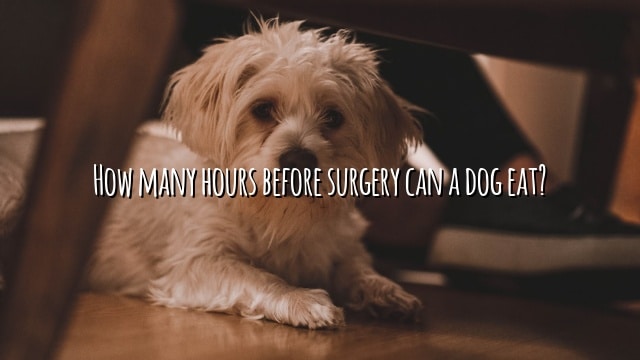 How many hours before surgery can a dog eat?