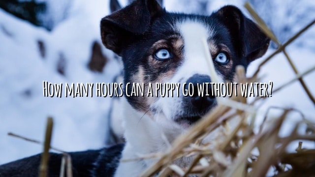 How many hours can a puppy go without water?