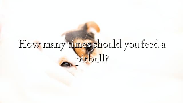 How many times should you feed a pitbull?