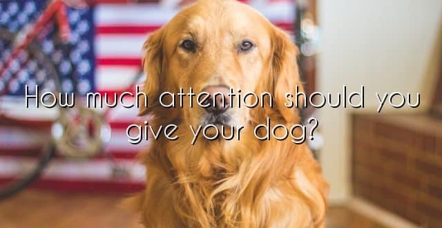 How much attention should you give your dog?