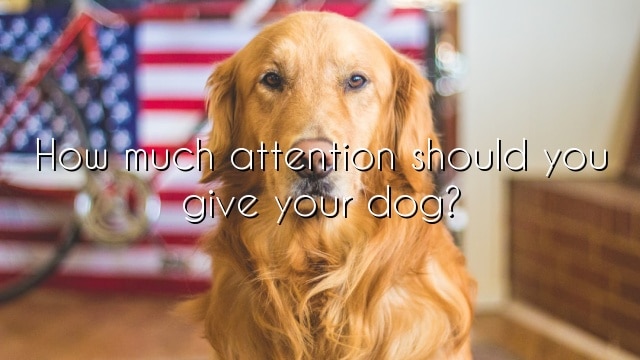 How much attention should you give your dog?