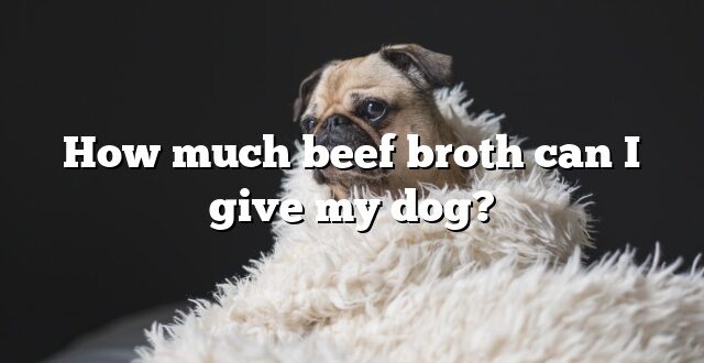How much beef broth can I give my dog?