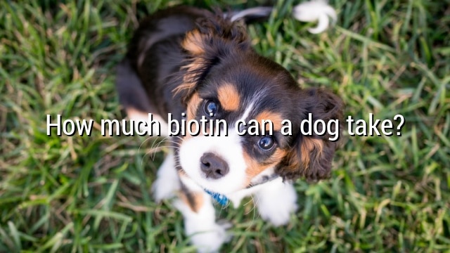 How much biotin can a dog take?