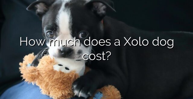 How much does a Xolo dog cost?