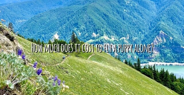 How much does it cost to fly a puppy alone?
