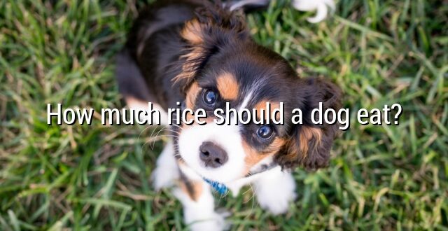 How much rice should a dog eat?
