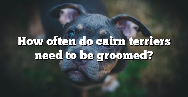 How often do cairn terriers need to be groomed?