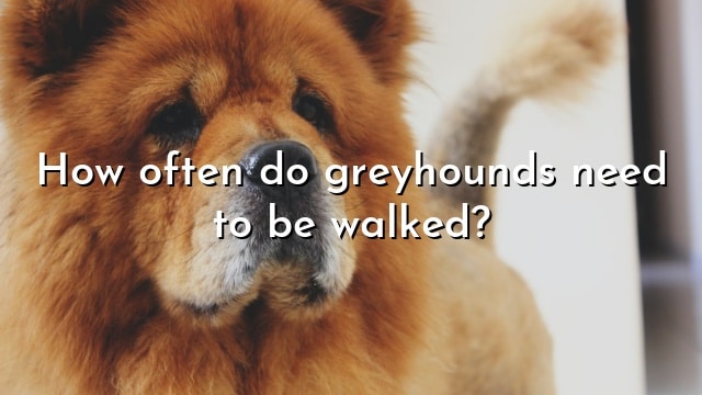 How often do greyhounds need to be walked?
