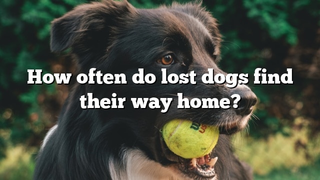 How often do lost dogs find their way home?