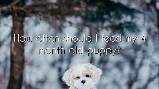 How often should I feed my 4 month old puppy?