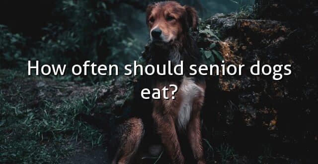 How often should senior dogs eat?