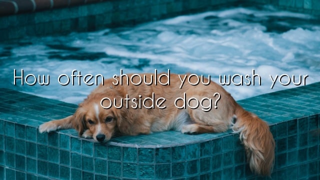 How often should you wash your outside dog?