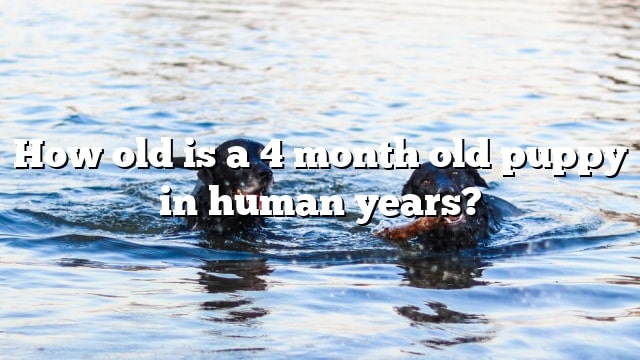 How old is a 4 month old puppy in human years?