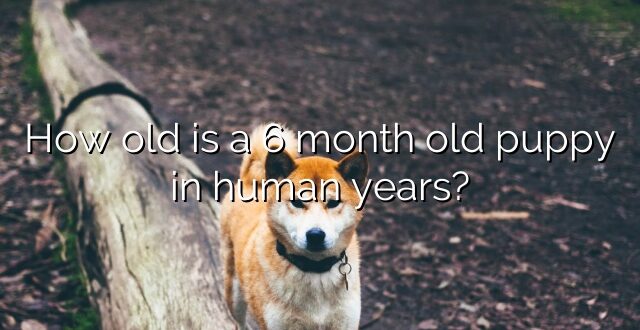 How old is a 6 month old puppy in human years?