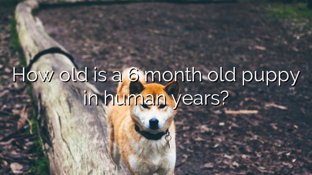 How old is a 6 month old puppy in human years?
