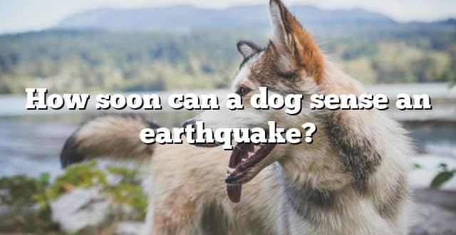 How soon can a dog sense an earthquake?