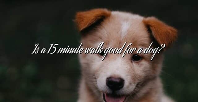 Is a 15 minute walk good for a dog?