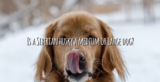 Is a Siberian husky a medium or large dog?