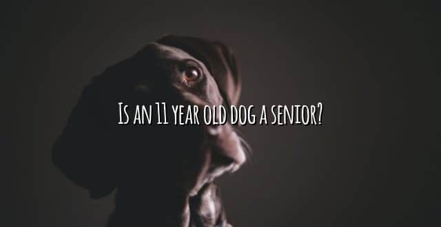 Is an 11 year old dog a senior?