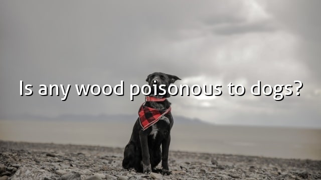 Is any wood poisonous to dogs?