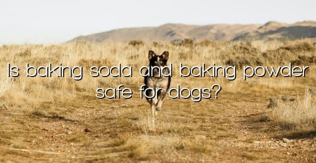 Is baking soda and baking powder safe for dogs?