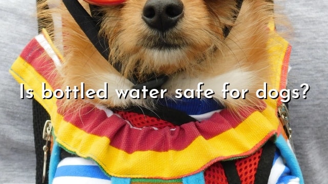 Is bottled water safe for dogs?