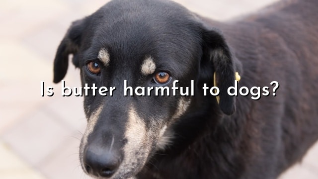 Is butter harmful to dogs?