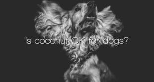 Is coconut OK for dogs?
