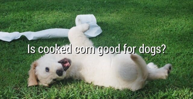 Is cooked corn good for dogs?