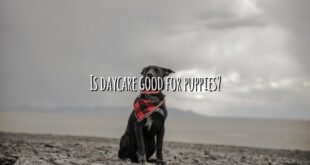 Is daycare good for puppies?
