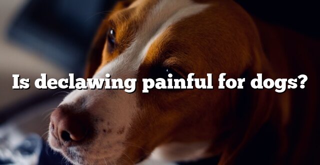 Is declawing painful for dogs?