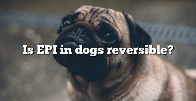 Is EPI in dogs reversible?