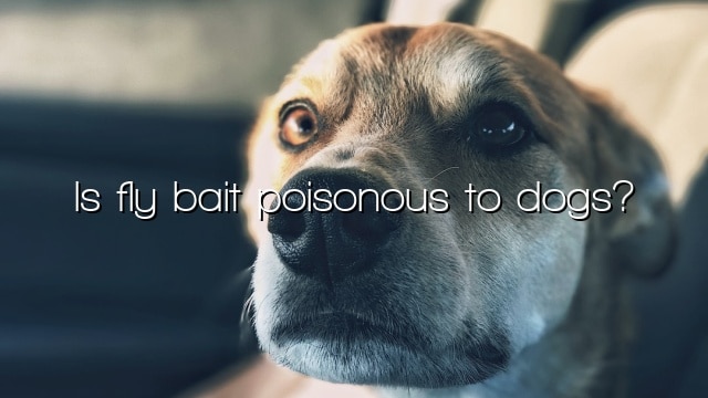 Is fly bait poisonous to dogs?