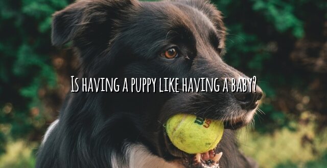 Is having a puppy like having a baby?