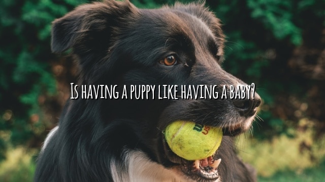 Is having a puppy like having a baby?