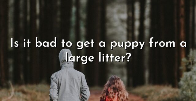Is it bad to get a puppy from a large litter?