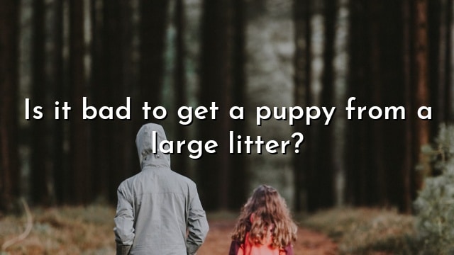 Is it bad to get a puppy from a large litter?