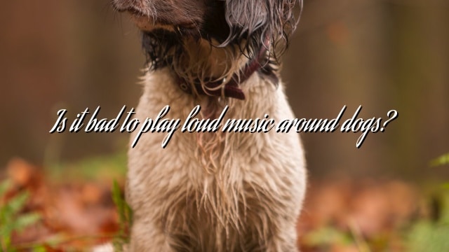 Is it bad to play loud music around dogs?