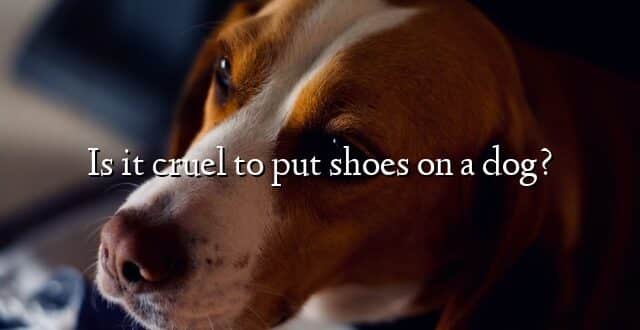 Is it cruel to put shoes on a dog?