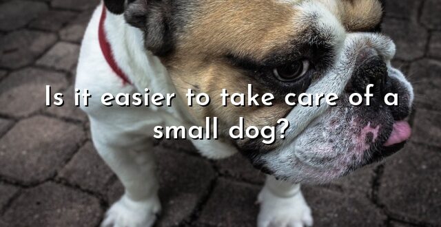 Is it easier to take care of a small dog?