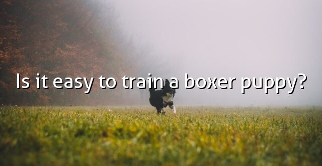 Is it easy to train a boxer puppy?