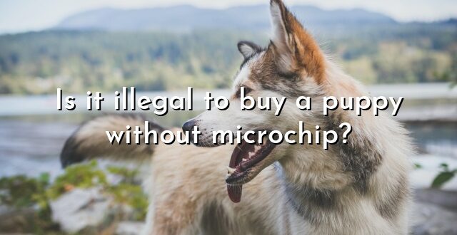 Is it illegal to buy a puppy without microchip?