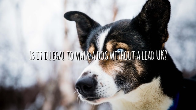 Is it illegal to walk a dog without a lead UK?